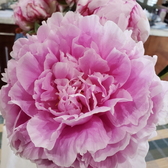 Meet your Posher, Diana - Picture 1 of 1